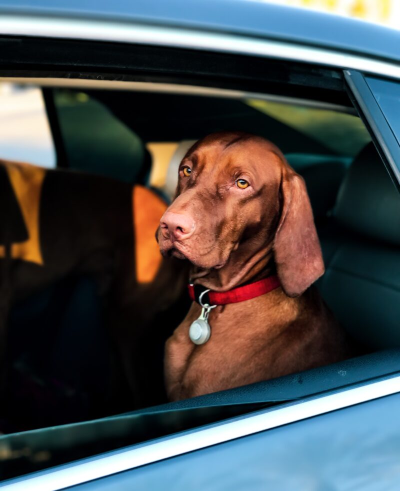 How To Get Pet Hair Off Your Car Seats